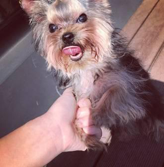 王者荣耀KPL官方解说、古怪精灵Gini 入驻触手