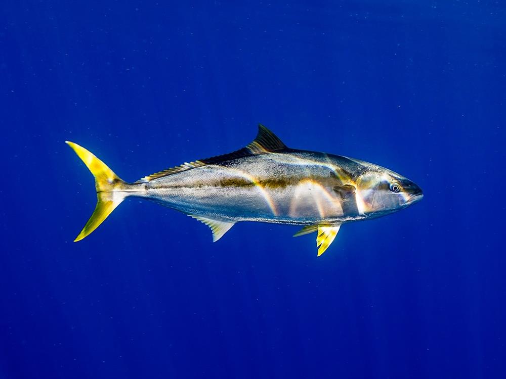 一条金枪鱼是如何从斐济到达布鲁克林的餐桌上的，区块链能够告诉你